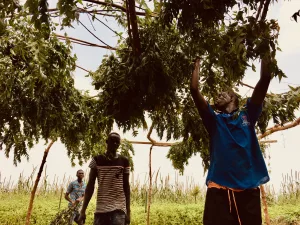 Formation en agroécologie de pas à Pas à la ferme-école de Ndoumboudj