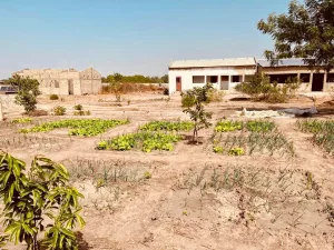 Formation en agroécologie de pas à Pas à la ferme-école de Ndoumboudj