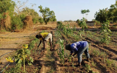 Soutenir un projet – Promouvoir l’agroécologie au Sénégal – 2025/2026