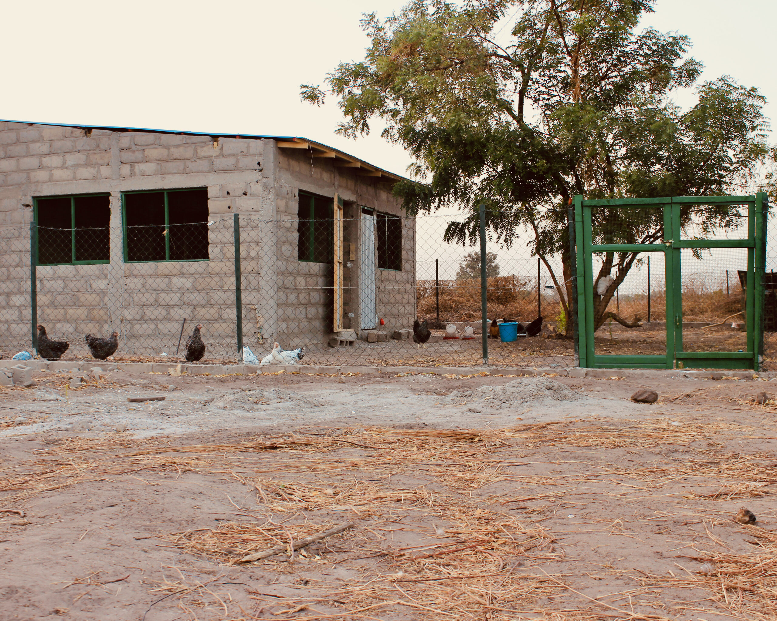 Sénégal - ferme-école - poulailler - 2019 Sénégal - ferme-école - poulailler - 2019