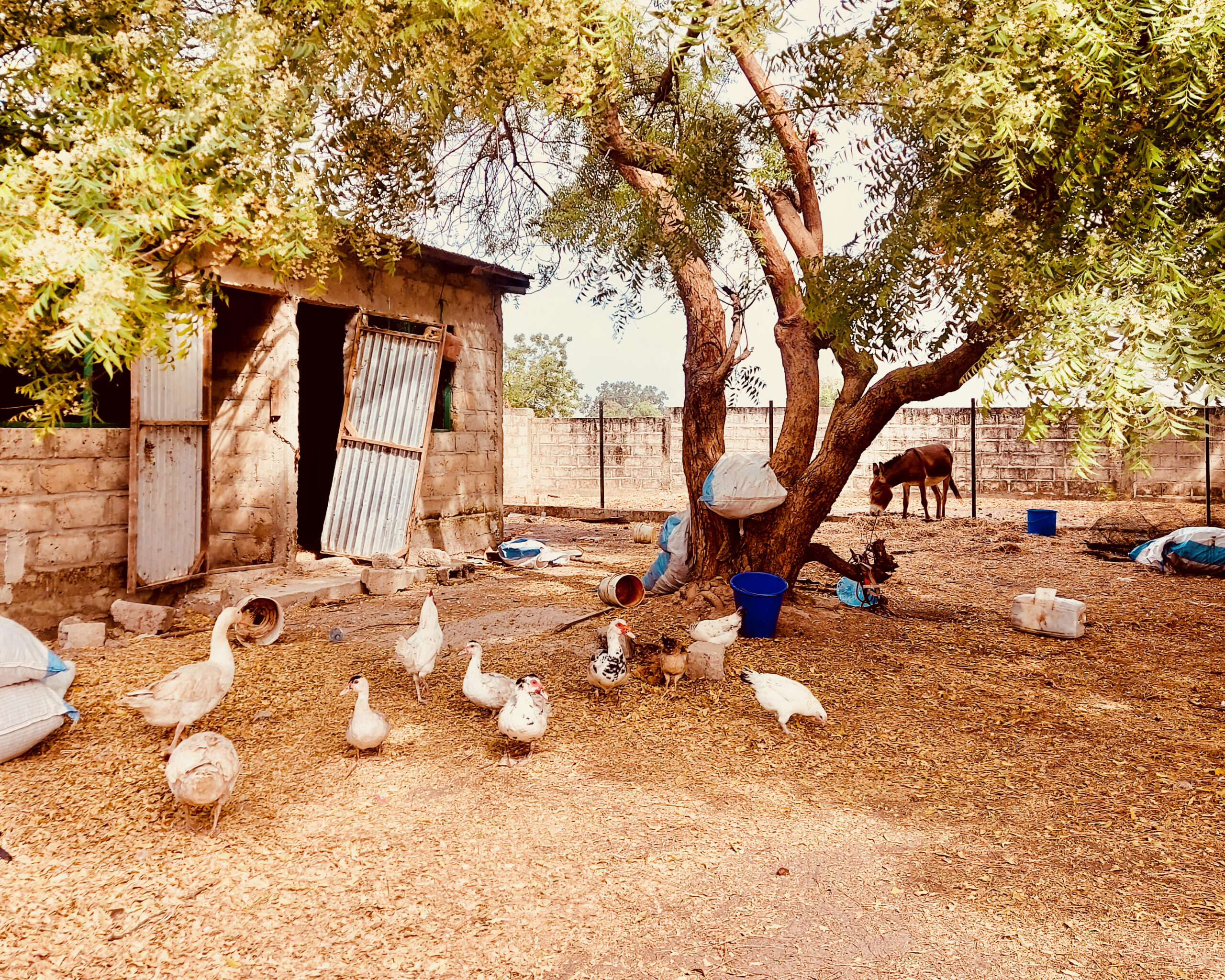 Sénégal - ferme-école - poulailler - 2025 Sénégal - ferme-école - poulailler - 2025