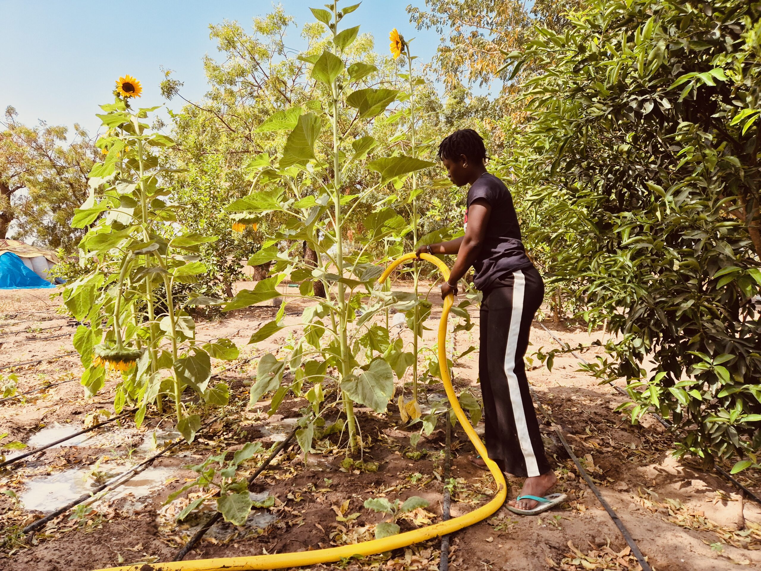 Sénégal - ferme-école - agroécologie