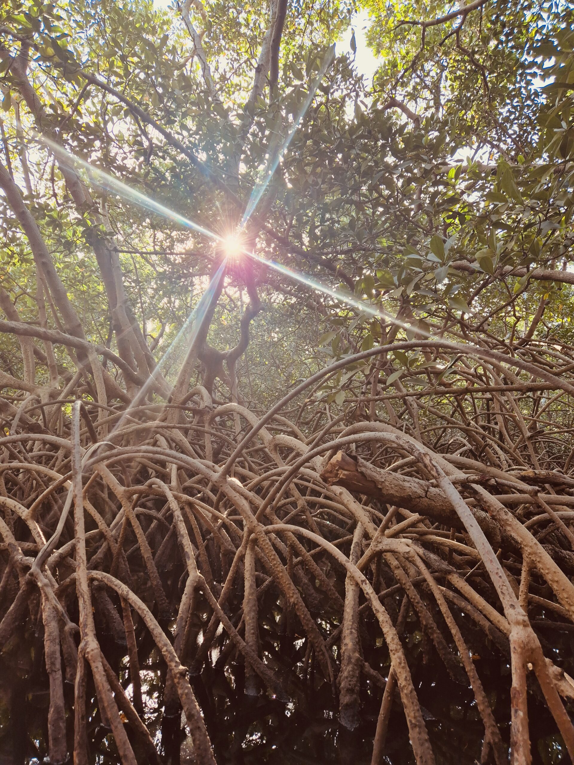 Toute une équipe de photographes au Sénégal