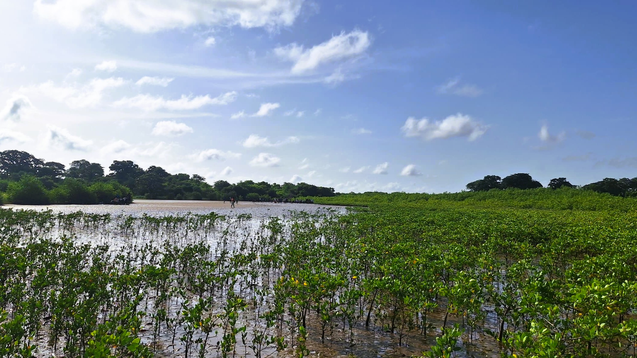 Les jeunes se mobilisent pour la biodiversité - Sénégal - Mangroves - Programme Jeunesse et Environnement